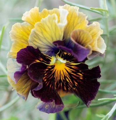 最新の品種で作る【ビオラの寄せ植え】リーフ類の組み合わせ方にも注目！（サムネイル画像7）