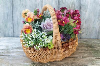 まるで花束のような【パンジー・ビオラの寄せ植え】持ち手つきのバスケットでプレゼントにも◎