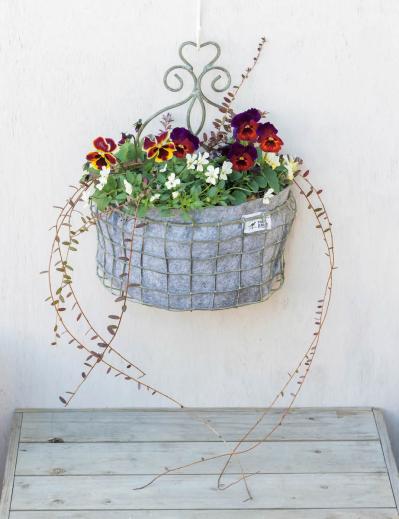 壁にかけて楽しむ【ビオラの寄せ植え】つる性植物で躍動感をプラス（サムネイル画像2）