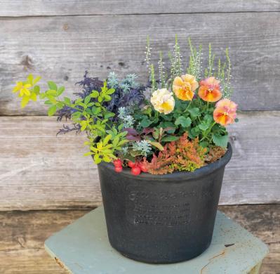 今すぐ作りたい！ 秋らしい花色の【ビオラの寄せ植え】春まで長く花を楽しむ（サムネイル画像5）
