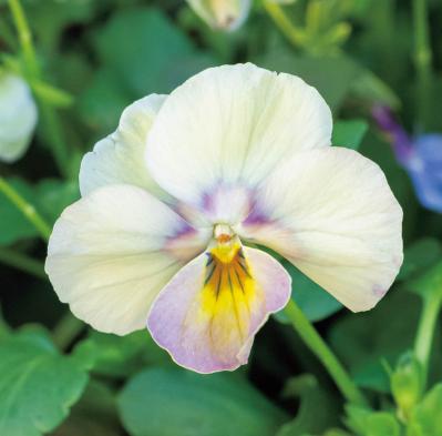 ニュアンスカラーの花色がおしゃれな【ビオラの寄せ植え】個性的な鉢もポイント（サムネイル画像6）