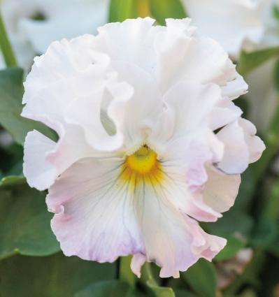 まるで花束のような【パンジー・ビオラの寄せ植え】持ち手つきのバスケットでプレゼントにも◎（サムネイル画像9）