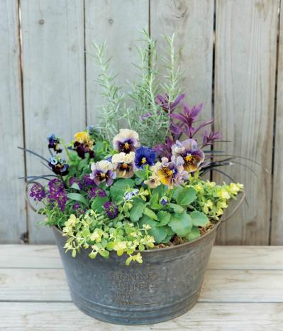 最新の品種で作る【ビオラの寄せ植え】リーフ類の組み合わせ方にも注目！（サムネイル画像5）