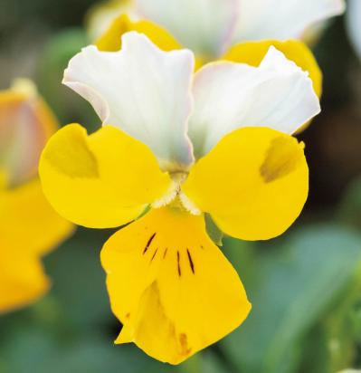 低木との組み合わせが素敵！【ビオラの寄せ植え】ナチュラルな雰囲気を春まで楽しむ（サムネイル画像9）