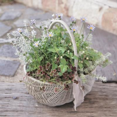 おしゃれな【秋の寄せ植え】2選。インスタで話題の「Chels Green」がセンスよく見せるポイントを伝授（サムネイル画像3）