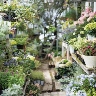 センスのよさがインスタで話題！ 園芸店「Chels Green」の【ケイトウが主役の秋の寄せ植え】（サムネイル画像5）