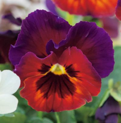 壁にかけて楽しむ【ビオラの寄せ植え】つる性植物で躍動感をプラス（サムネイル画像3）