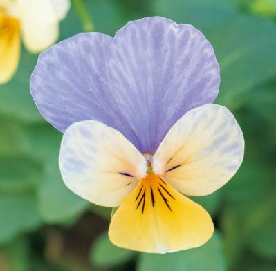 最新の品種で作る【ビオラの寄せ植え】リーフ類の組み合わせ方にも注目！（サムネイル画像10）