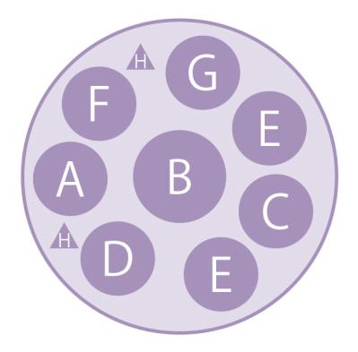 最新の品種で作る【ビオラの寄せ植え】リーフ類の組み合わせ方にも注目！（サムネイル画像8）