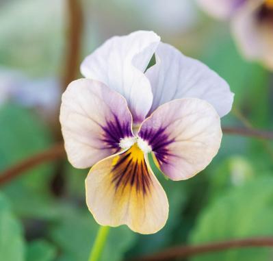 ニュアンスカラーの花色がおしゃれな【ビオラの寄せ植え】個性的な鉢もポイント（サムネイル画像3）