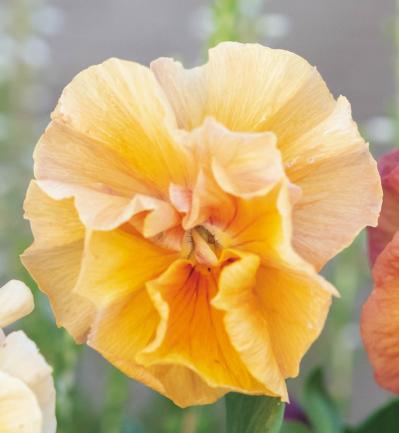 今すぐ作りたい！ 秋らしい花色の【ビオラの寄せ植え】春まで長く花を楽しむ（サムネイル画像6）