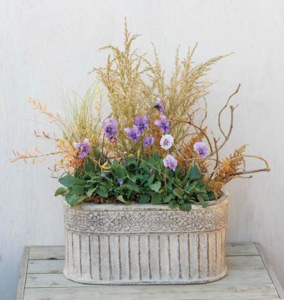 低木との組み合わせが素敵！【ビオラの寄せ植え】ナチュラルな雰囲気を春まで楽しむ（サムネイル画像2）