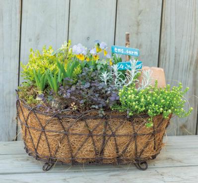 最新の品種で作る【ビオラの寄せ植え】リーフ類の組み合わせ方にも注目！（サムネイル画像2）