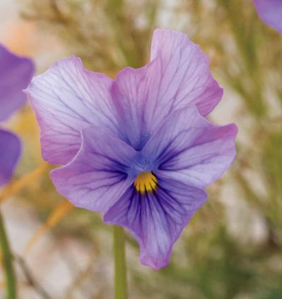 低木との組み合わせが素敵！【ビオラの寄せ植え】ナチュラルな雰囲気を春まで楽しむ（サムネイル画像3）