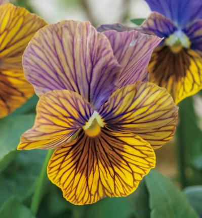 今すぐ作りたい！ 秋らしい花色の【ビオラの寄せ植え】春まで長く花を楽しむ（サムネイル画像3）