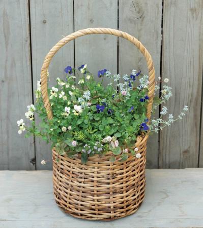 まるで花束のような【パンジー・ビオラの寄せ植え】持ち手つきのバスケットでプレゼントにも◎（サムネイル画像2）