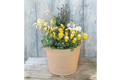 低木との組み合わせが素敵！【ビオラの寄せ植え】ナチュラルな雰囲気を春まで楽しむ