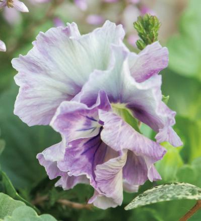 低木との組み合わせが素敵！【ビオラの寄せ植え】ナチュラルな雰囲気を春まで楽しむ（サムネイル画像6）