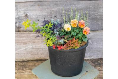 今すぐ作りたい！ 秋らしい花色の【ビオラの寄せ植え】春まで長く花を楽しむ