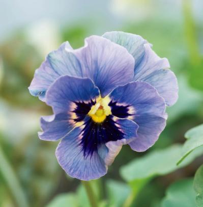 大人シックな雰囲気の【パンジー・ビオラの寄せ植え】フリルの花弁でフェミニンに（サムネイル画像3）