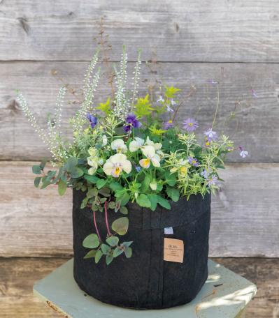 ニュアンスカラーの花色がおしゃれな【ビオラの寄せ植え】個性的な鉢もポイント（サムネイル画像5）
