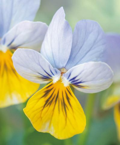 最新の品種で作る【ビオラの寄せ植え】リーフ類の組み合わせ方にも注目！（サムネイル画像3）