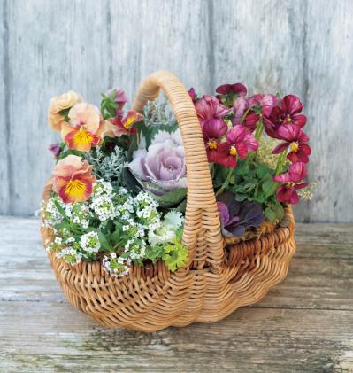 まるで花束のような【パンジー・ビオラの寄せ植え】持ち手つきのバスケットでプレゼントにも◎（サムネイル画像5）