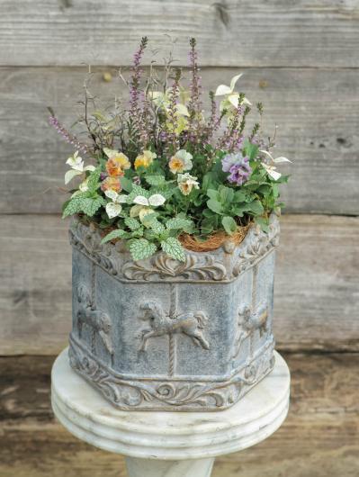 低木との組み合わせが素敵！【ビオラの寄せ植え】ナチュラルな雰囲気を春まで楽しむ（サムネイル画像5）