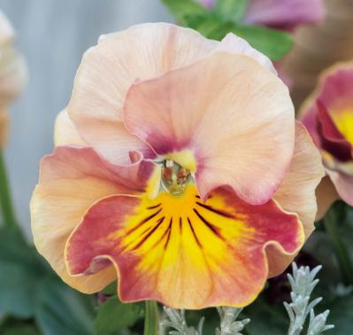 まるで花束のような【パンジー・ビオラの寄せ植え】持ち手つきのバスケットでプレゼントにも◎（サムネイル画像6）