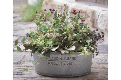 センス抜群！ シックな印象の【秋の寄せ植え】インスタで話題の園芸店「Chels Green」が提案