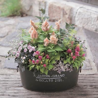 センスのよさがインスタで話題！ 園芸店「Chels Green」の【ケイトウが主役の秋の寄せ植え】（サムネイル画像2）