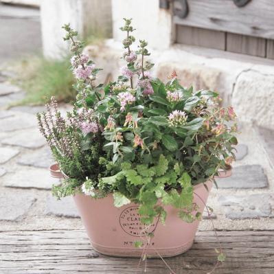 みんなの大好きカラー【ピンクの花の秋の寄せ植え】同系色の鉢を使って愛らしく（サムネイル画像3）