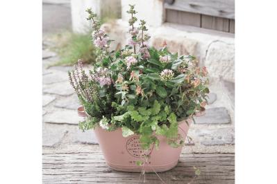 みんなの大好きカラー【ピンクの花の秋の寄せ植え】同系色の鉢を使って愛らしく