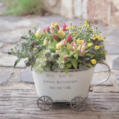 小さな鉢でも花がこんもり！ キュートな【秋の寄せ植え】ギフトにもぴったり（サムネイル画像3）