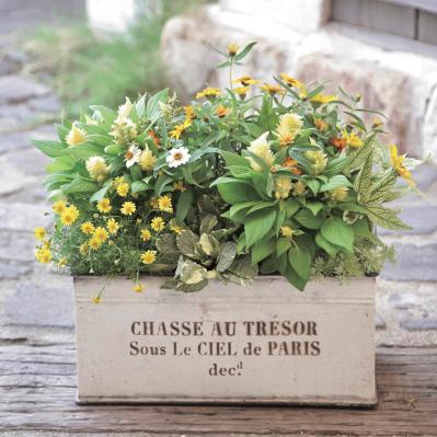 センスのよさがインスタで話題！ 園芸店「Chels Green」の【ケイトウが主役の秋の寄せ植え】（サムネイル画像3）