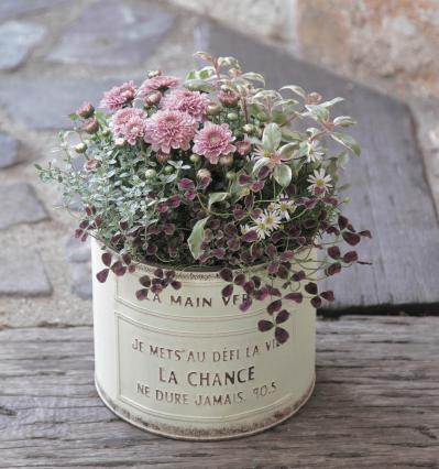 小さな鉢でも花がこんもり！ キュートな【秋の寄せ植え】ギフトにもぴったり（サムネイル画像2）