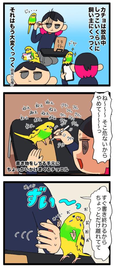 こうしてインコは姉妹になるのね／天使の顔で野太い声が出た！【鳥マンガ #135】（サムネイル画像6）