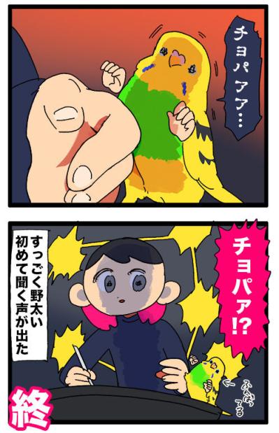 こうしてインコは姉妹になるのね／天使の顔で野太い声が出た！【鳥マンガ #135】（サムネイル画像7）