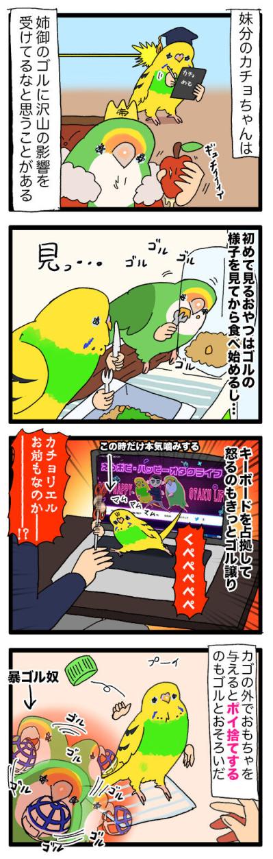 こうしてインコは姉妹になるのね／天使の顔で野太い声が出た！【鳥マンガ #135】（サムネイル画像4）