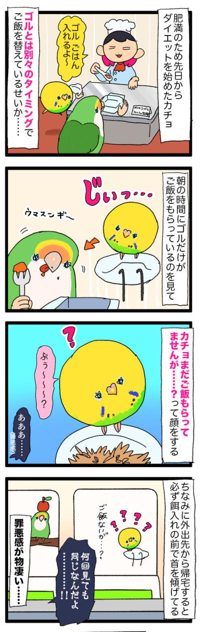 インコが太ったら飼い主もつらい!? ごはんを見つめるポチャリエルの瞳が刺さる【鳥マンガ #136】（サムネイル画像6）