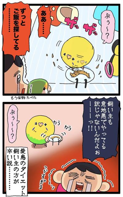 インコが太ったら飼い主もつらい!? ごはんを見つめるポチャリエルの瞳が刺さる【鳥マンガ #136】（サムネイル画像5）