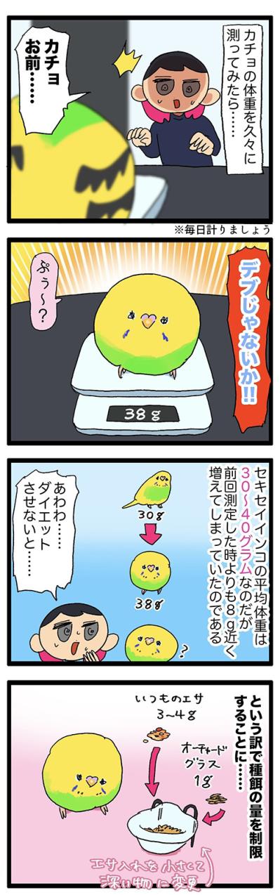インコが太ったら飼い主もつらい!? ごはんを見つめるポチャリエルの瞳が刺さる【鳥マンガ #136】（サムネイル画像4）