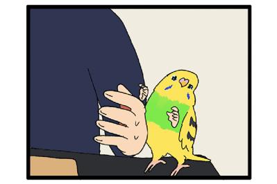 こうしてインコは姉妹になるのね／天使の顔で野太い声が出た！【鳥マンガ #135】