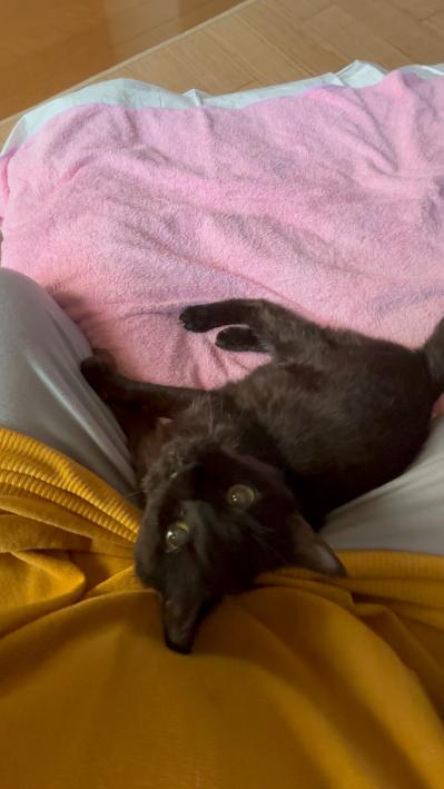 【マンガ・老猫日誌＃39】老猫と鼻水とクシャミ〜19歳の元保護猫・桃姐（サムネイル画像8）