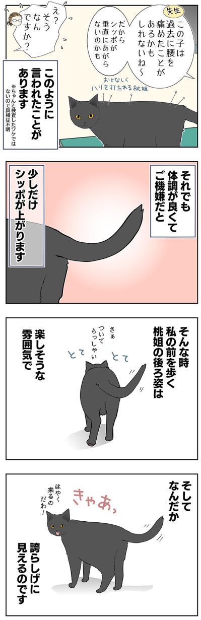 【マンガ・老猫日誌＃36】シッポのこと。19歳の元保護猫・桃姐（サムネイル画像3）