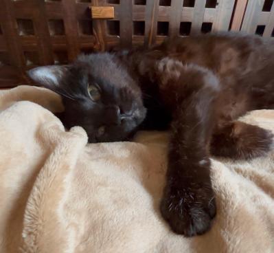 【マンガ・老猫日誌＃37】同じ姿勢を保つ老猫？ 19歳の元保護猫・桃姐（サムネイル画像4）