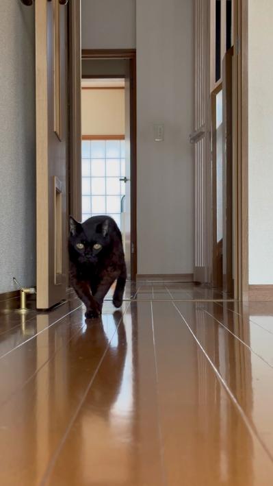 【マンガ・老猫日誌＃44】老猫が行動する時の心得！？19歳の元保護猫・桃姐（サムネイル画像5）