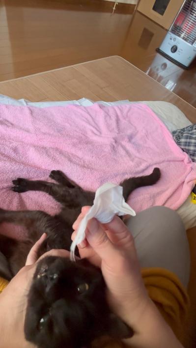 【マンガ・老猫日誌＃39】老猫と鼻水とクシャミ〜19歳の元保護猫・桃姐（サムネイル画像6）