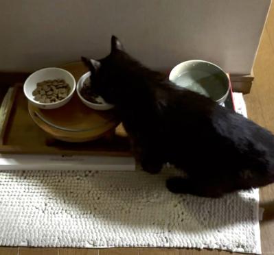 【マンガ・老猫日誌＃43】老猫の奇跡？な出来事〜19歳の元保護猫・桃姐（サムネイル画像5）