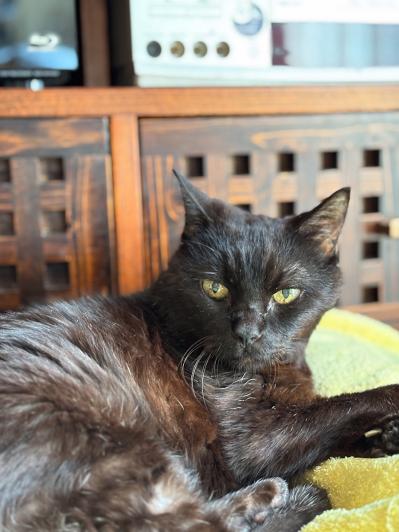 【マンガ・老猫日誌＃40】ジッと見つめてくる そのワケは！？19歳の元保護猫・桃姐（サムネイル画像4）